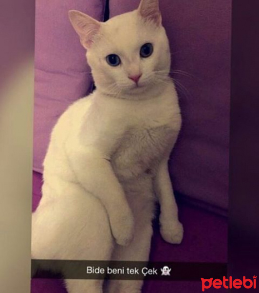 Ankara Kedisi, Kedi  bubble fotoğrafı
