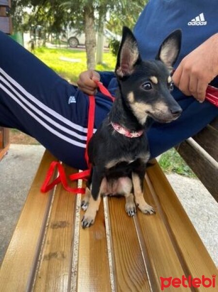 Minyatür Pinscher, Köpek  LEYDİ fotoğrafı