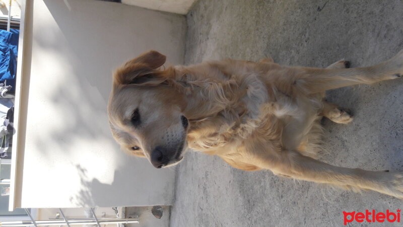 Golden Retriever, Köpek  Oscar fotoğrafı