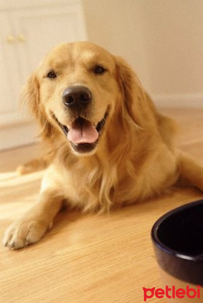 Golden Retriever, Köpek  domy fotoğrafı