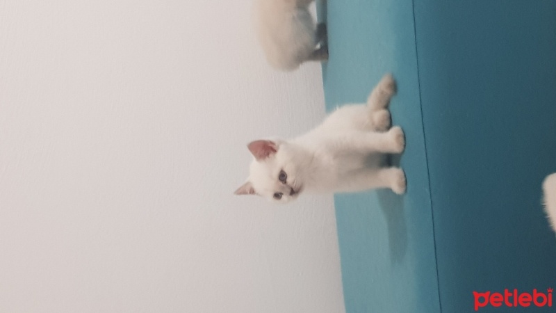 British Shorthair, Kedi  Mesut fotoğrafı