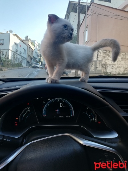 Scottish Fold, Kedi  Şanslı fotoğrafı