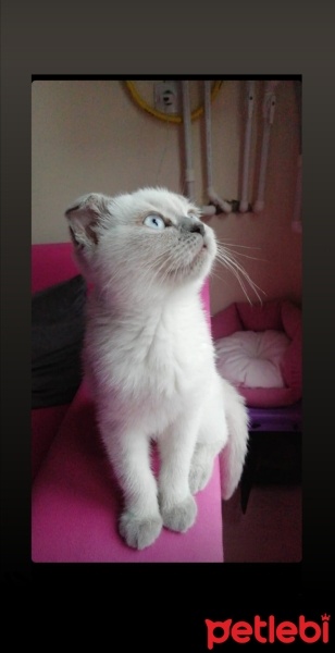 Scottish Fold, Kedi  Şanslı fotoğrafı