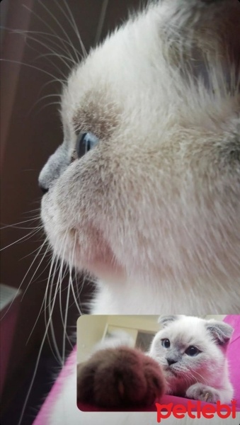 Scottish Fold, Kedi  Şanslı fotoğrafı