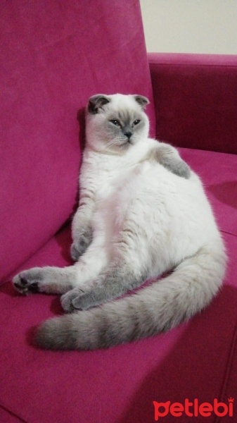 Scottish Fold, Kedi  Şanslı fotoğrafı