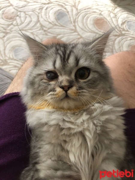 Chinchilla, Kedi  odin fotoğrafı