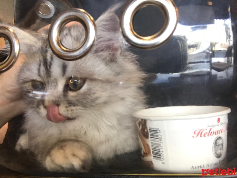 Chinchilla, Kedi  odin fotoğrafı