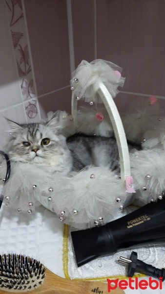 Chinchilla, Kedi  odin fotoğrafı