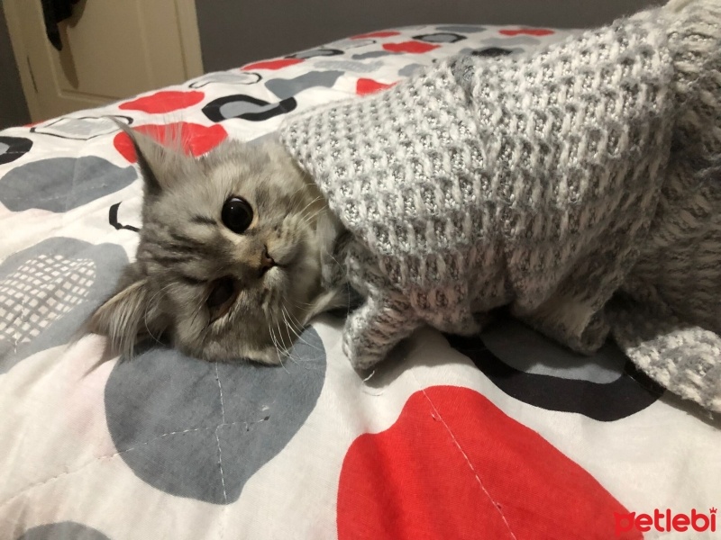 Chinchilla, Kedi  odin fotoğrafı