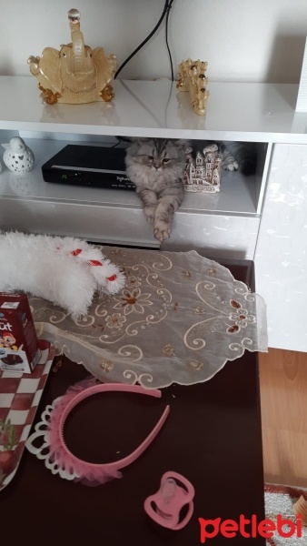 Chinchilla, Kedi  odin fotoğrafı