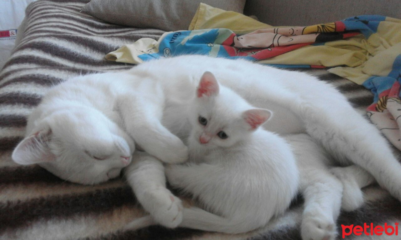 Ankara Kedisi, Kedi  Loliş fotoğrafı
