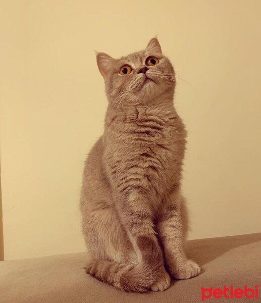 British Shorthair, Kedi  Luna fotoğrafı