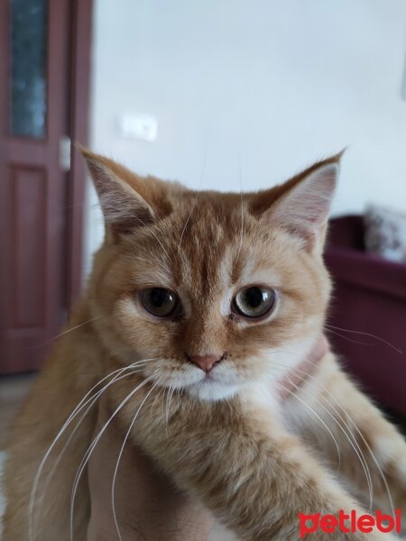 British Shorthair, Kedi  Badem fotoğrafı