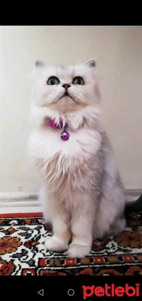 Chinchilla, Kedi  Şimal fotoğrafı