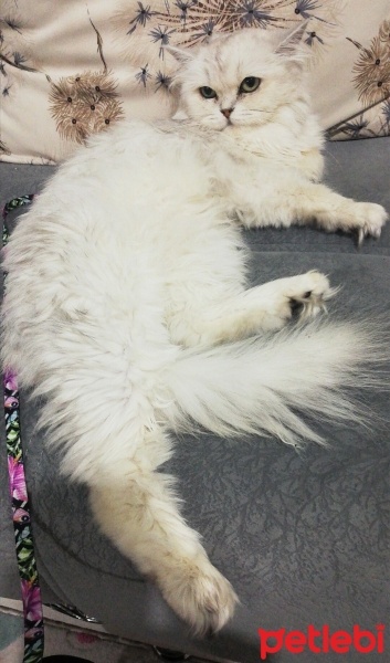 Chinchilla, Kedi  Şimal fotoğrafı