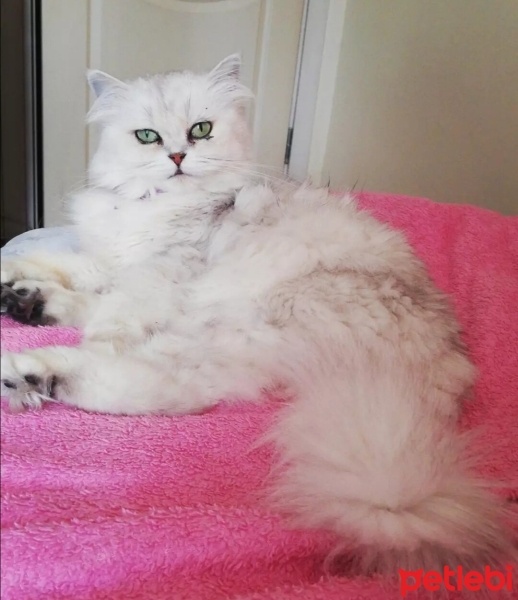 Chinchilla, Kedi  Şimal fotoğrafı