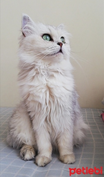 Chinchilla, Kedi  Şimal fotoğrafı