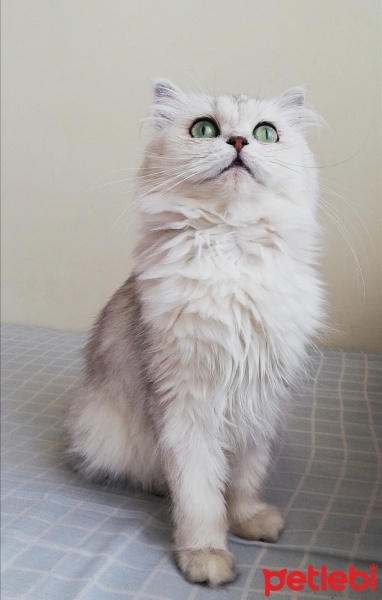 Chinchilla, Kedi  Şimal fotoğrafı