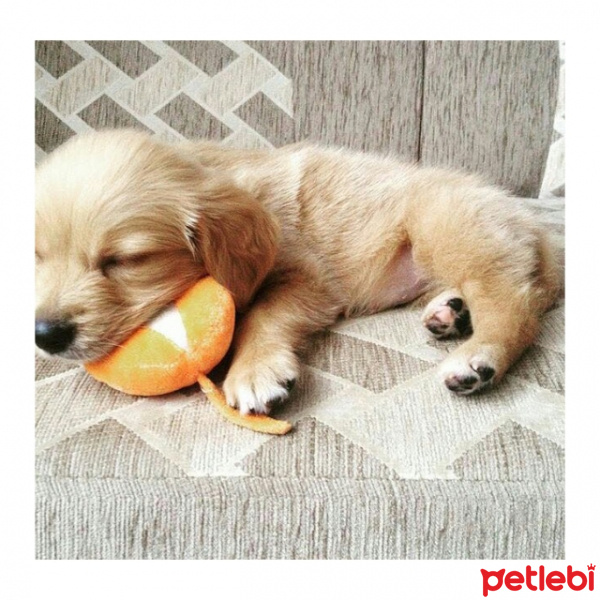 Golden Retriever, Köpek  mia fotoğrafı