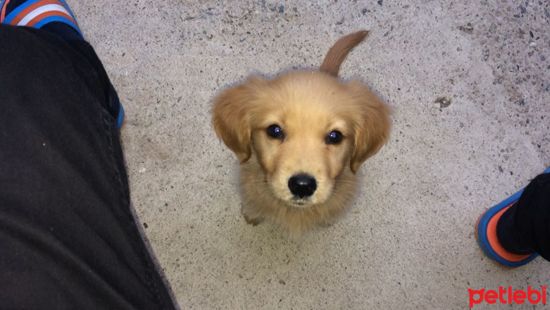 Golden Retriever, Köpek  mia fotoğrafı