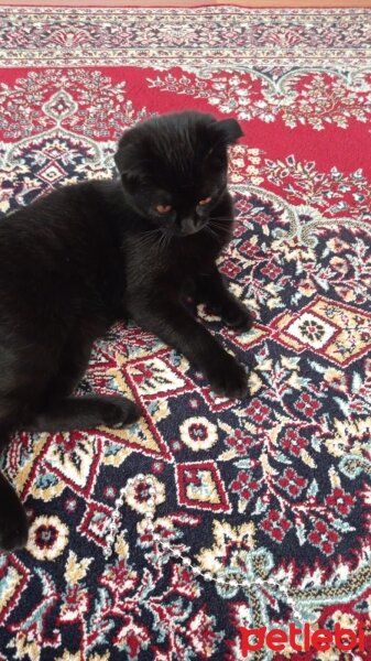 Scottish Fold, Kedi  Ramses fotoğrafı