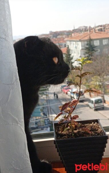 Scottish Fold, Kedi  Ramses fotoğrafı