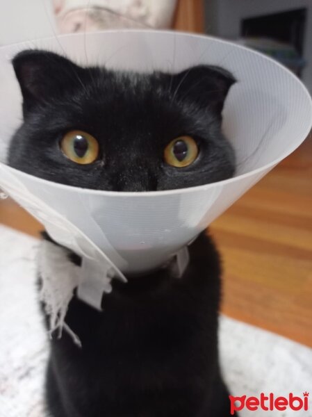 Scottish Fold, Kedi  Ramses fotoğrafı