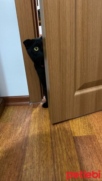 Scottish Fold, Kedi  Ramses fotoğrafı