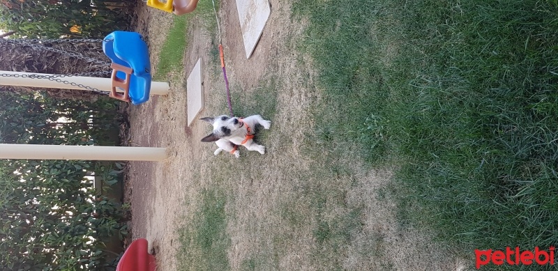 Sokö (Sokak Köpeği), Köpek  HERA fotoğrafı