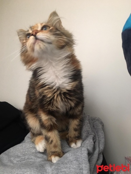 Tekir Kedi, Kedi  pamuk fotoğrafı