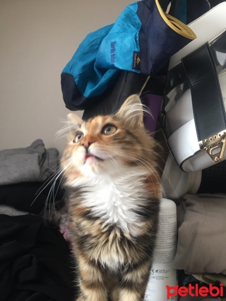 Tekir Kedi, Kedi  pamuk fotoğrafı