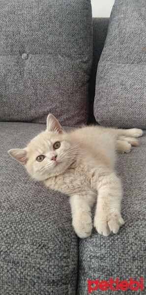 British Shorthair, Kedi  yumak fotoğrafı