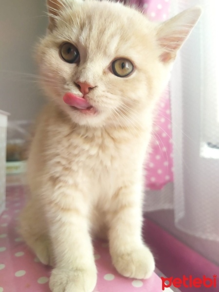 British Shorthair, Kedi  yumak fotoğrafı