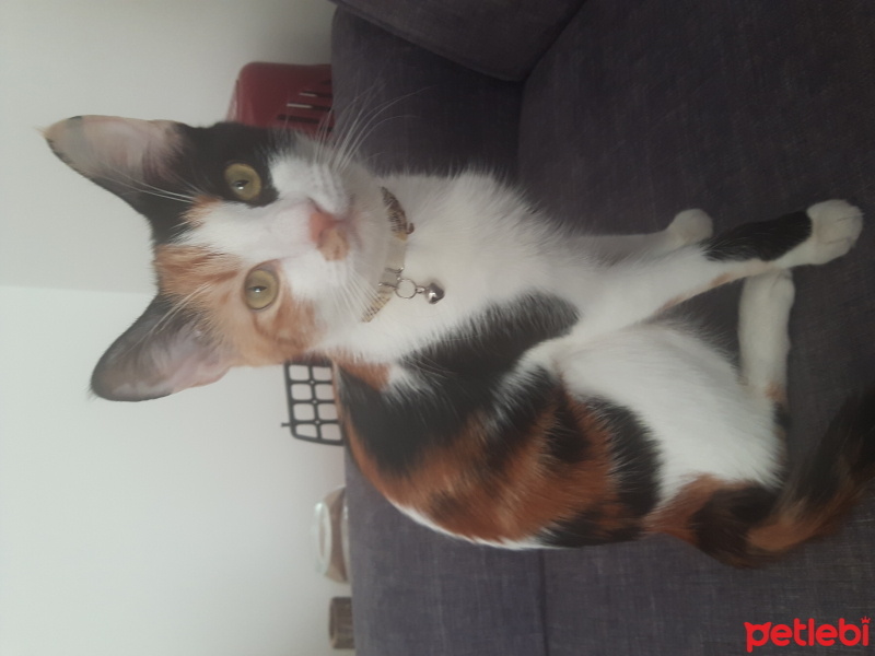 Tekir Kedi, Kedi  Leydi fotoğrafı