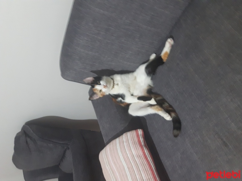 Tekir Kedi, Kedi  Leydi fotoğrafı