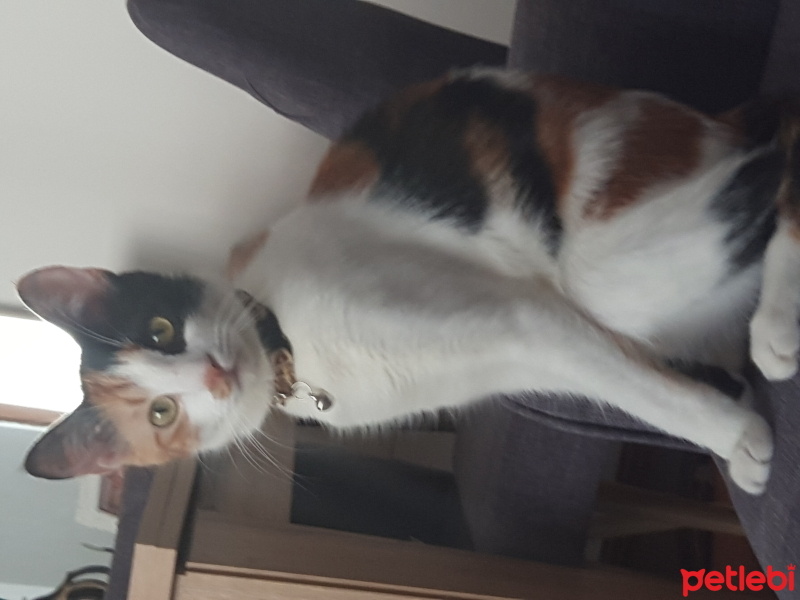Tekir Kedi, Kedi  Leydi fotoğrafı
