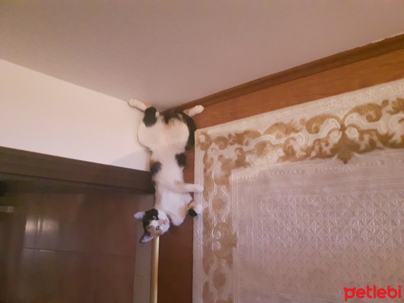 Tekir Kedi, Kedi  Leydi fotoğrafı