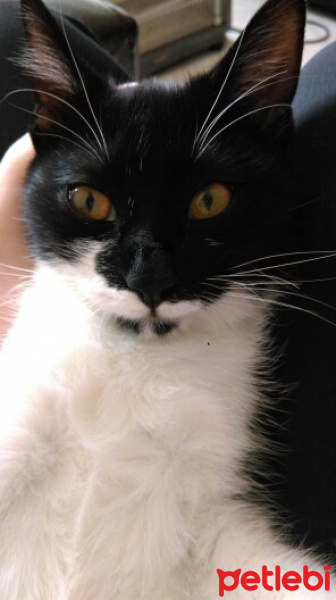 Tekir Kedi, Kedi  Zarife fotoğrafı