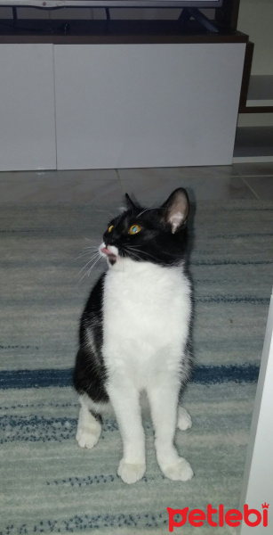 Tekir Kedi, Kedi  Zarife fotoğrafı