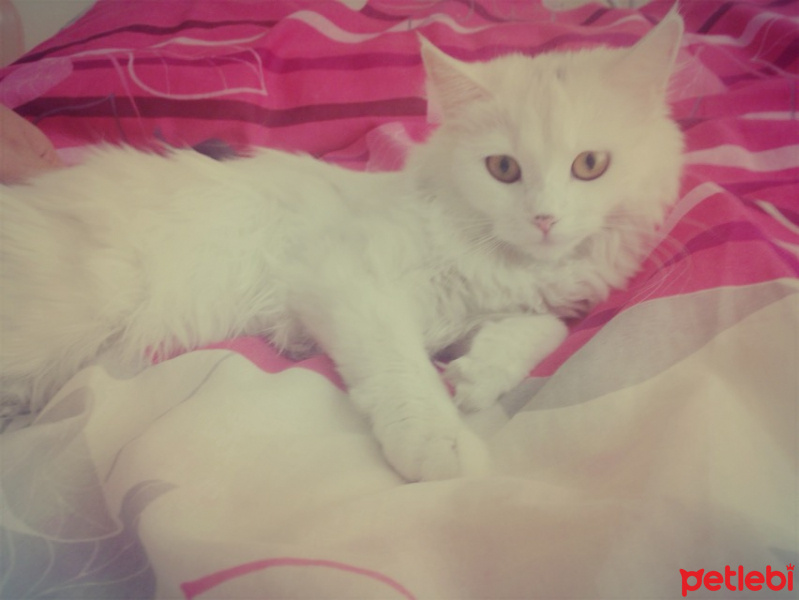 Ankara Kedisi, Kedi  Minnak fotoğrafı