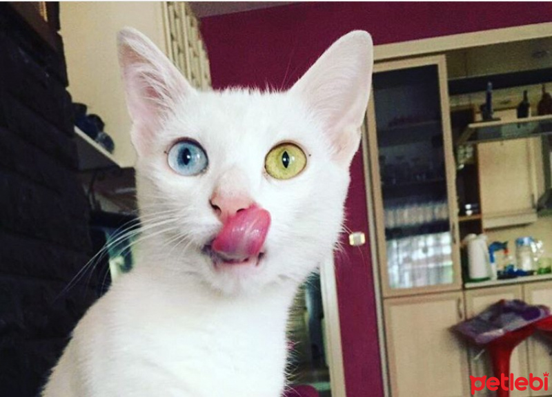 Van Kedisi, Kedi  Eva <3 fotoğrafı