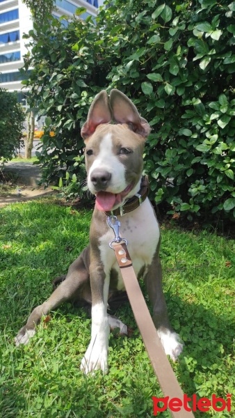 Amerikan Staffordshire Terrier, Köpek  Melo fotoğrafı