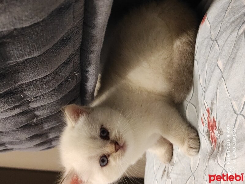 British Shorthair, Kedi  Cazgo fotoğrafı