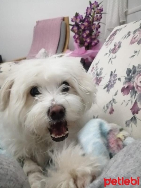 Maltese, Köpek  Milky fotoğrafı