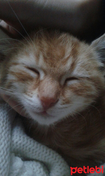 Tekir Kedi, Kedi  Bıdık  fotoğrafı