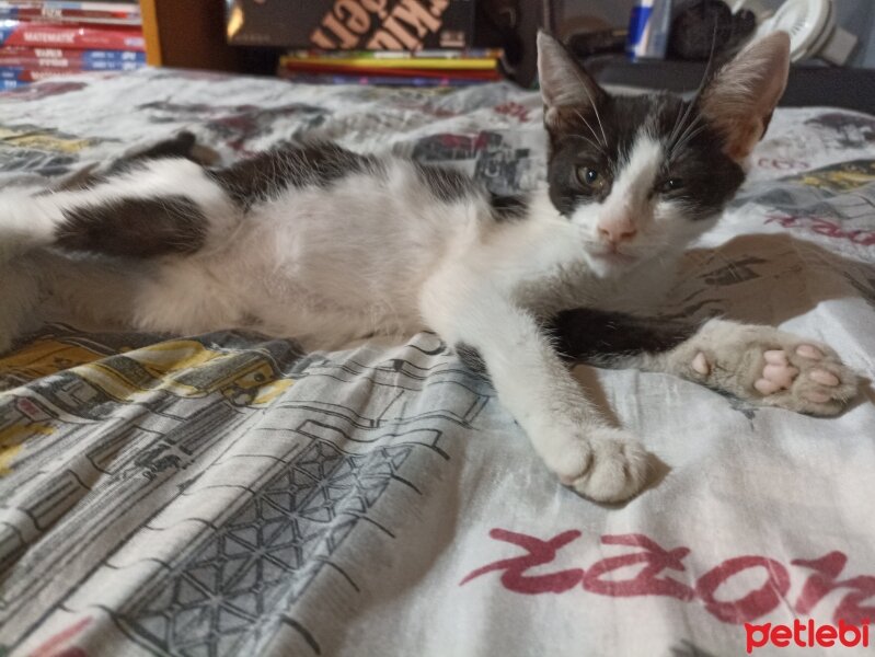 Tuxedo (Smokin) Kedi, Kedi  Pamuk fotoğrafı