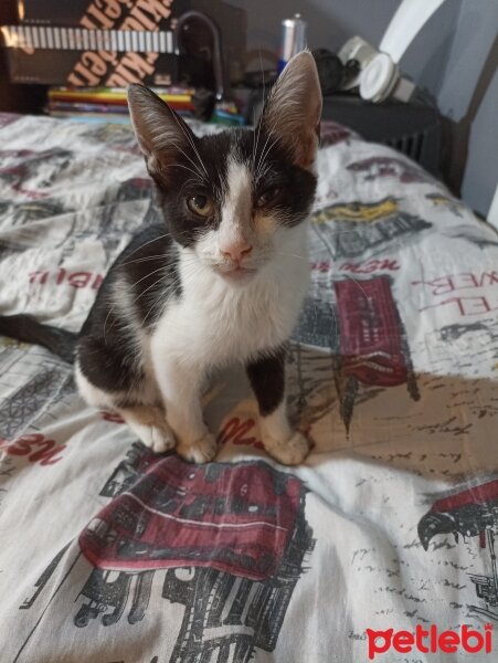 Tuxedo (Smokin) Kedi, Kedi  Pamuk fotoğrafı