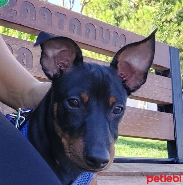 Minyatür Pinscher, Köpek  Cash fotoğrafı