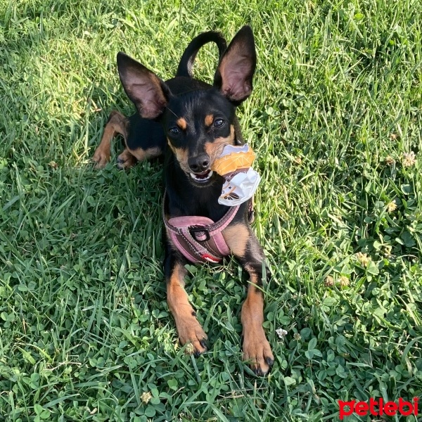Minyatür Pinscher, Köpek  Sofi fotoğrafı