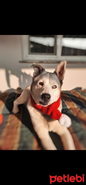 Sibirya Kurdu (Husky), Köpek  Rex fotoğrafı